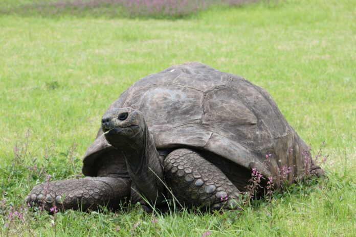 jonathan-the-tortoise-at-plantation-house-scaled