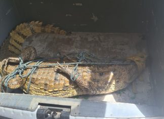 Jacaré de 2 metros é resgatado dentro do campus do Ifap em Macapá; é o 2º animal em 17 dias