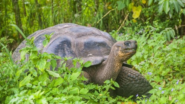 as-tartarugas-gigantes-de-galapagos-sao-protegidas-mas-mais-de-uma-duzia-foram-cacadas-nos-ultimos-anos