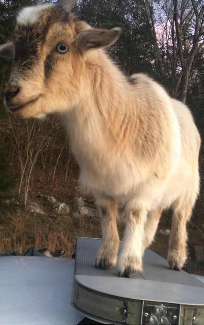 baby-goat