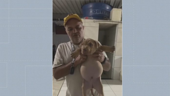 pitbull