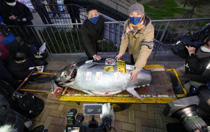 2023-01-05t012159z-1480499524-rc21ky96tmdm-rtrmadp-3-new-year-japan-tuna-auction-scaled