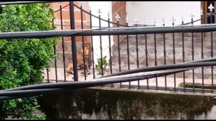 cachorro