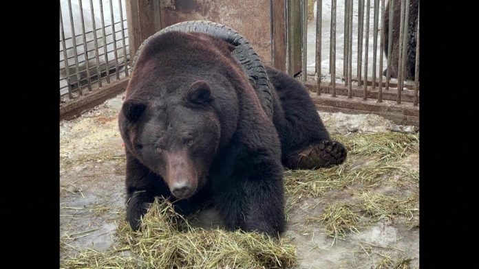fyodor-pneu-urso-russia