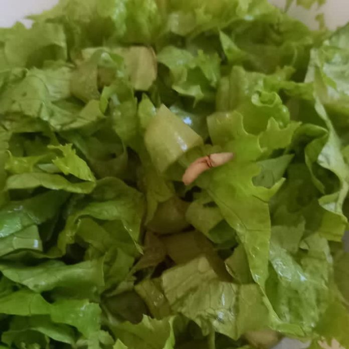 larva-salda