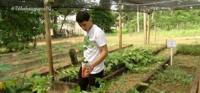 planta