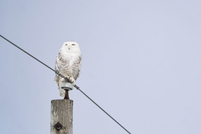 afp-20260323-994a7j8-v1-highres-canadaowl-scaled