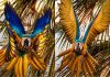 Arara-canindé é fotografada alçando voo majestoso para tentar “espantar” drone em orla de praia no TO; VÍDEO