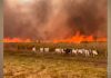 VÍDEO: gado foge de incêndio que atinge fazendas; fogo avança por áreas rurais de três estados