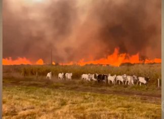VÍDEO: gado foge de incêndio que atinge fazendas; fogo avança por áreas rurais de três estados