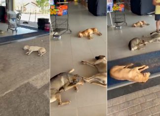 Vira-latas caramelo aproveitam ventilação de supermercado para fugir do calor no TO; VÍDEO